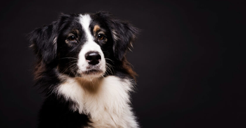 Farmina: Najlepsza Karma dla Twojego Psa